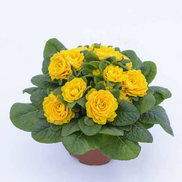 Примула Балерина 8. Goldie горщик ф12