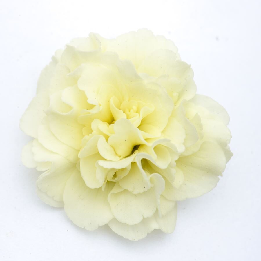 Примула Балерина 9. Cream горщик ф12 - Зображення 3