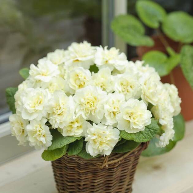 Примула Балерина 9. Cream горщик ф12