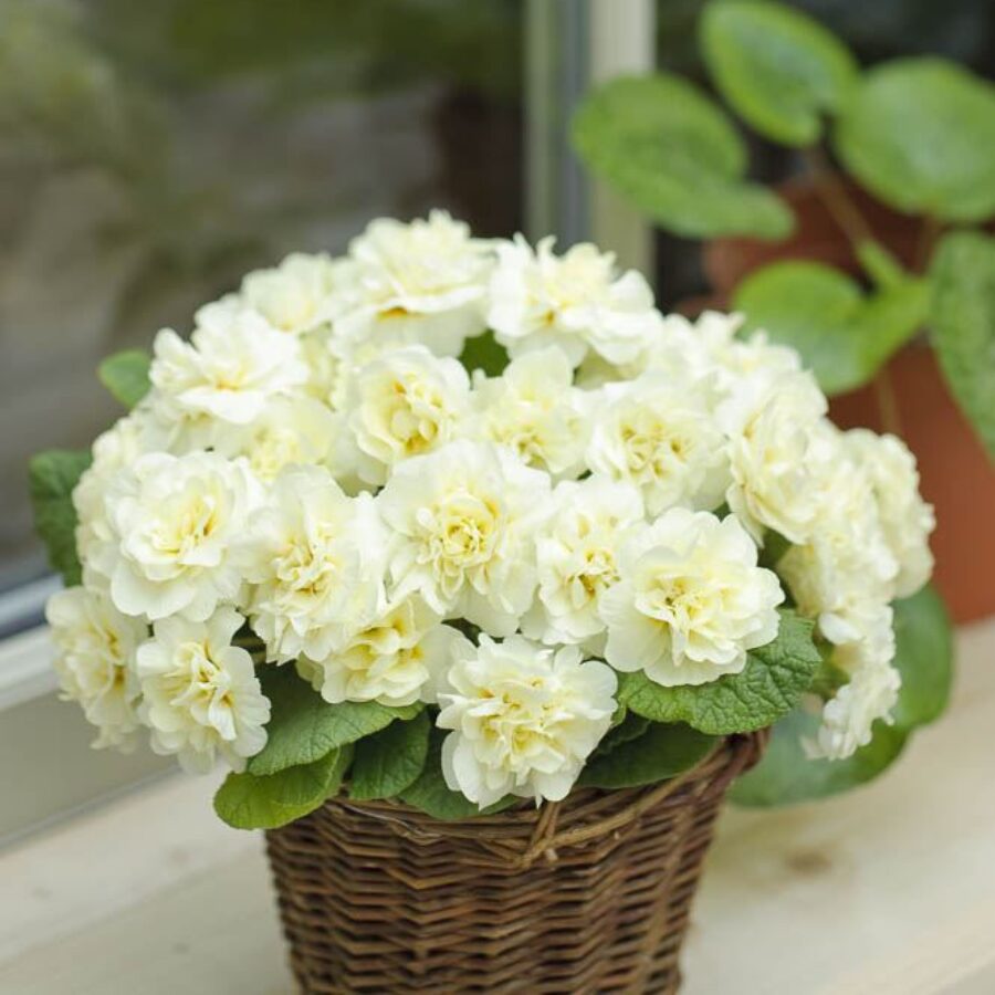 Примула Балерина 9. Cream горщик ф12