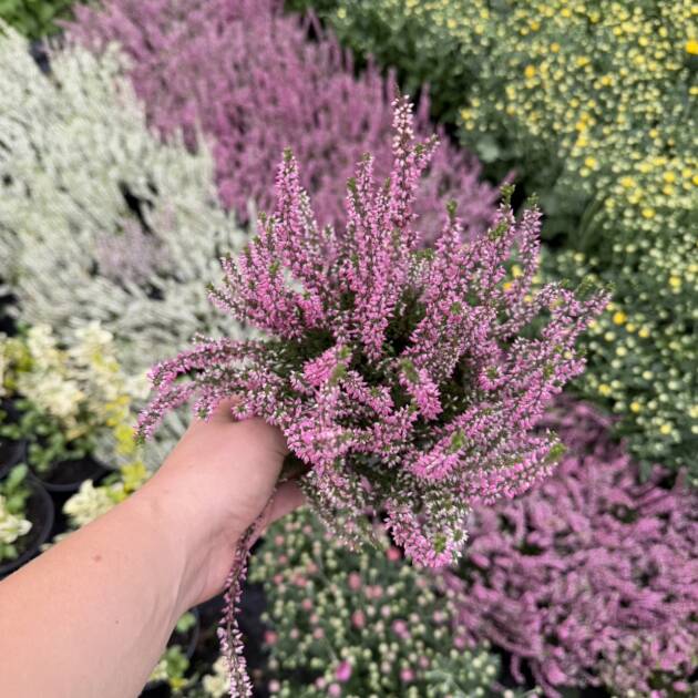 Верес Розового кольору