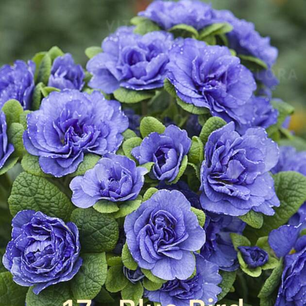 Примула Балерина 17. Blue Bird горщик ф12