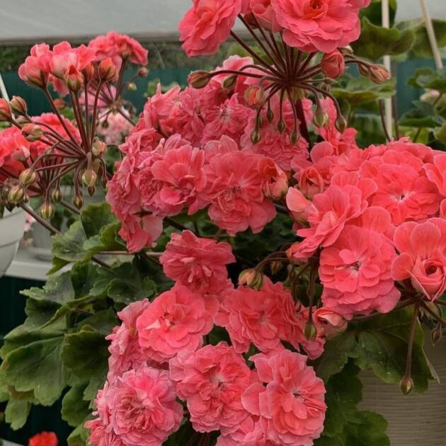 Пеларгонія ампельна 3 шт (колір мікс який попадеться)