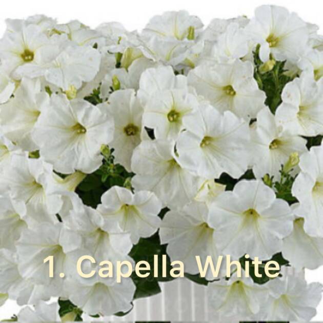 Сурфінія 1.Capella White