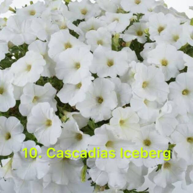 Сурфінія 10. Cascadias Iceberg