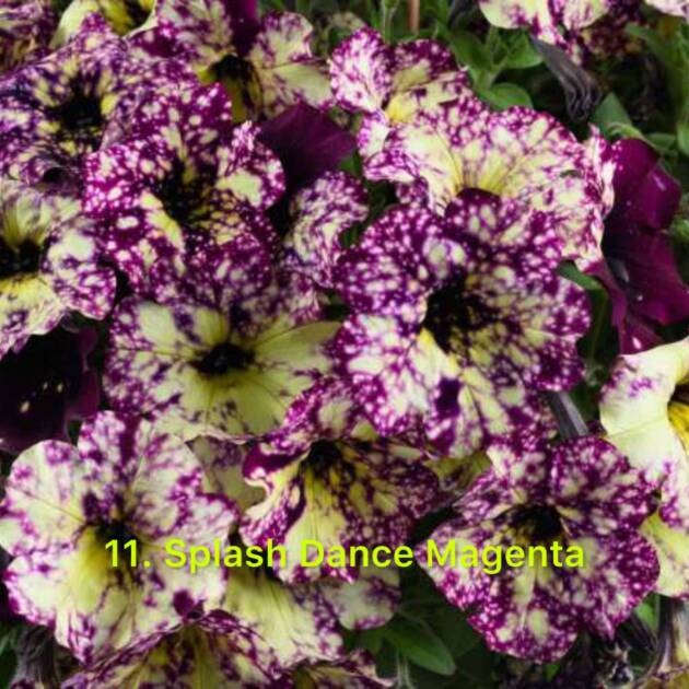 Сурфінія 11. Splash Dance Magenta