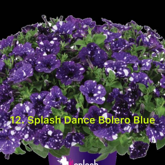 Сурфінія 12. Splash Dance Bolero Blue