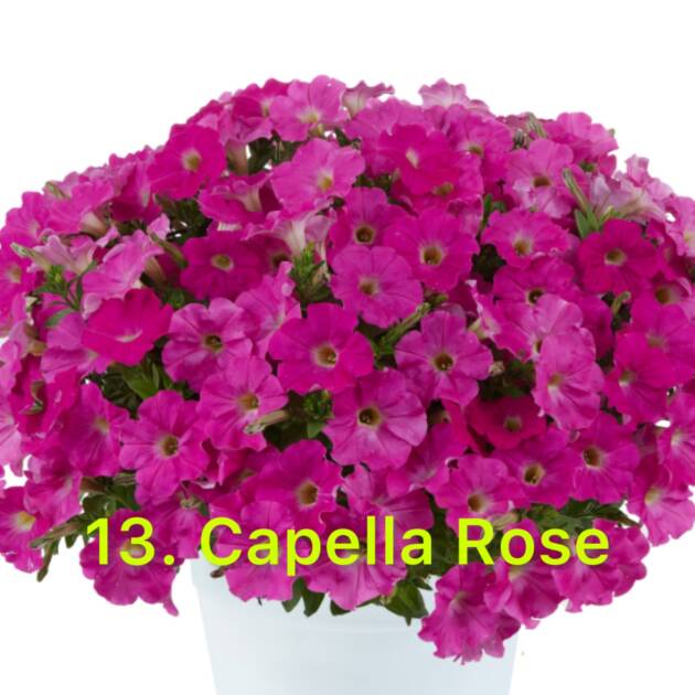 Сурфінія 13. Capella Rose