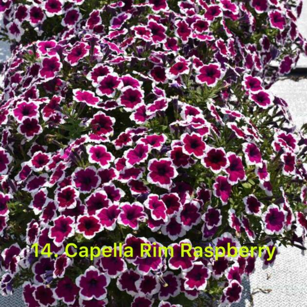 Сурфінія 14. Capella Rim Raspberry