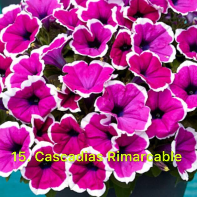 Сурфінія 15. Cascadias Remarkable