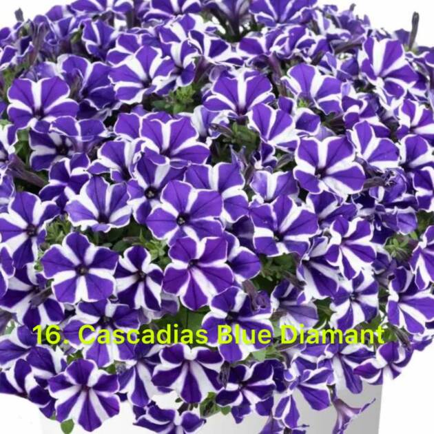 Сурфінія 16. Cascadias Blue Diamant