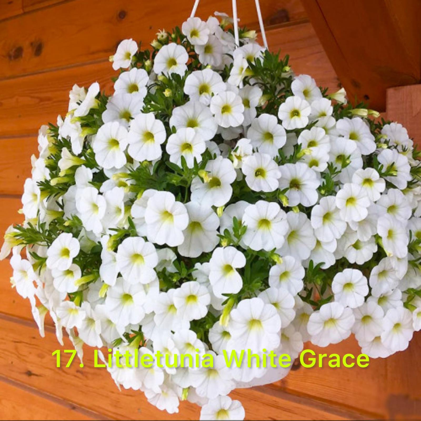 Сурфінія 17. Little Tunia White Grace