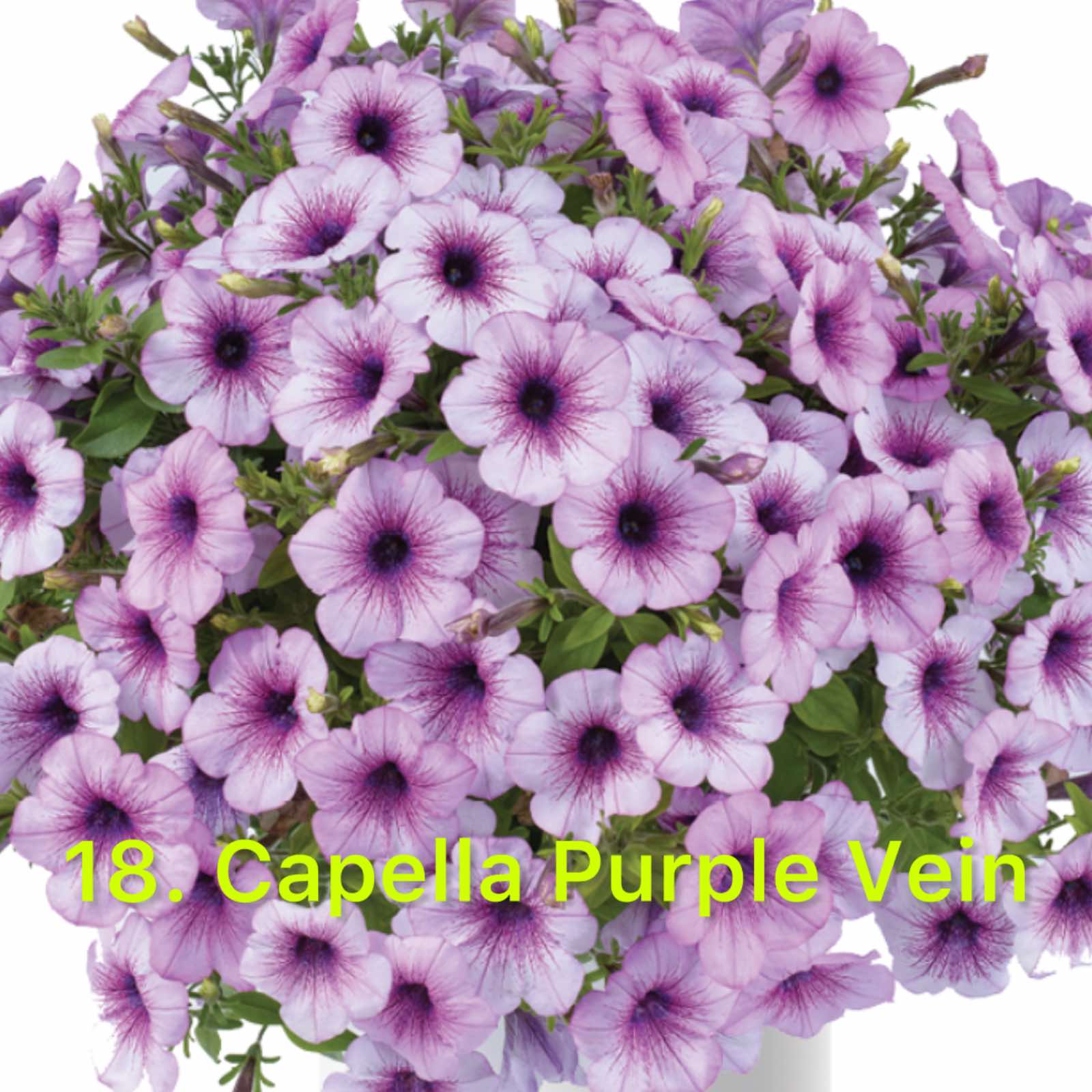 Сурфінія 18. Capella Purple Vein