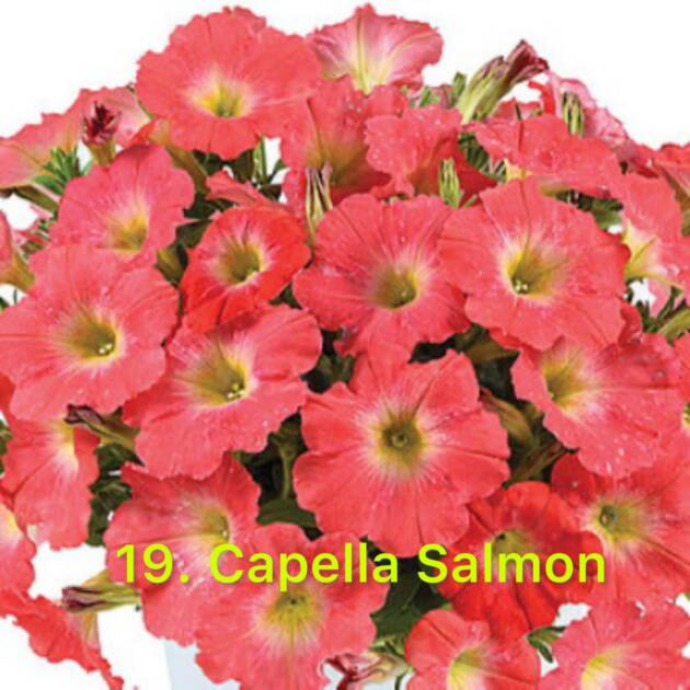 Сурфінія 19. Capella Salmon