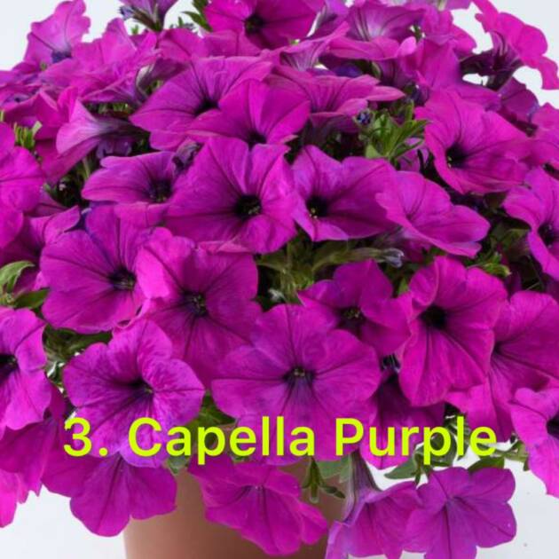 Сурфінія 3. Capella Purple