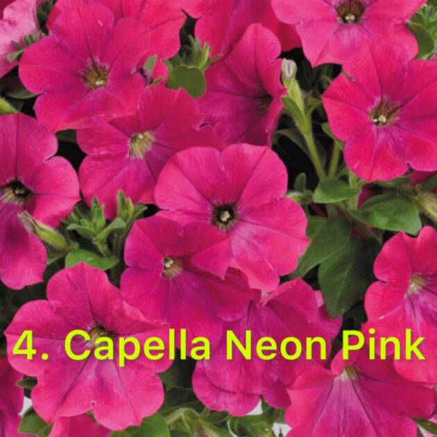 Сурфінія 4. Capella Neon Pink