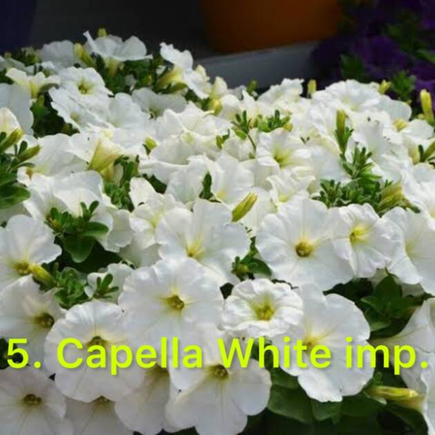 Сурфінія 5. Capella White Imp.