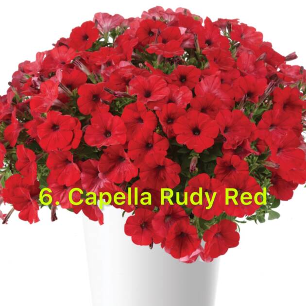Сурфінія 6. Capella Rudy Red