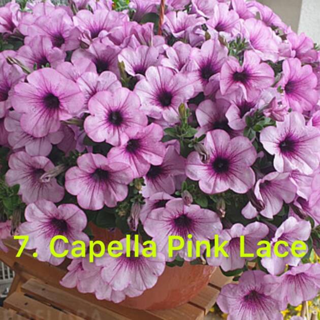 Сурфінія 7. Capella Pink Lace
