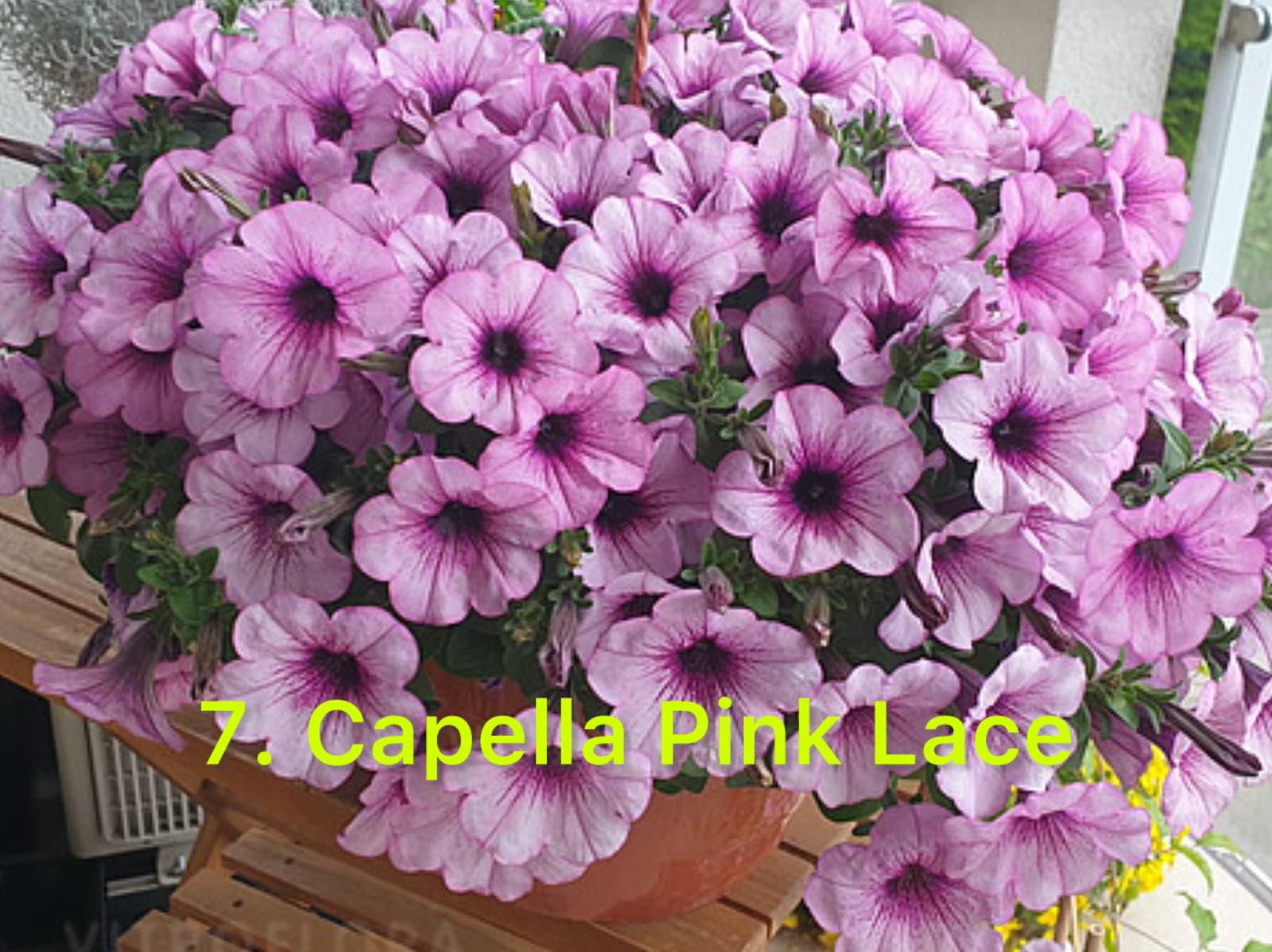 Сурфінія 7. Capella Pink Lace