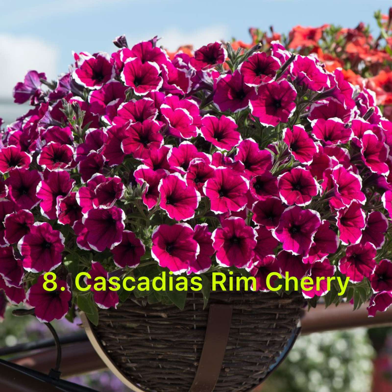 Сурфінія 8. Cascadias Rim Cherry