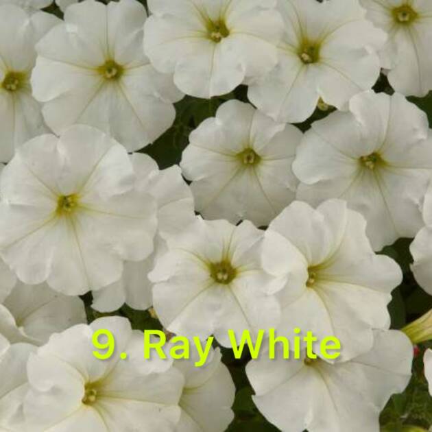 Сурфінія 9. Ray White