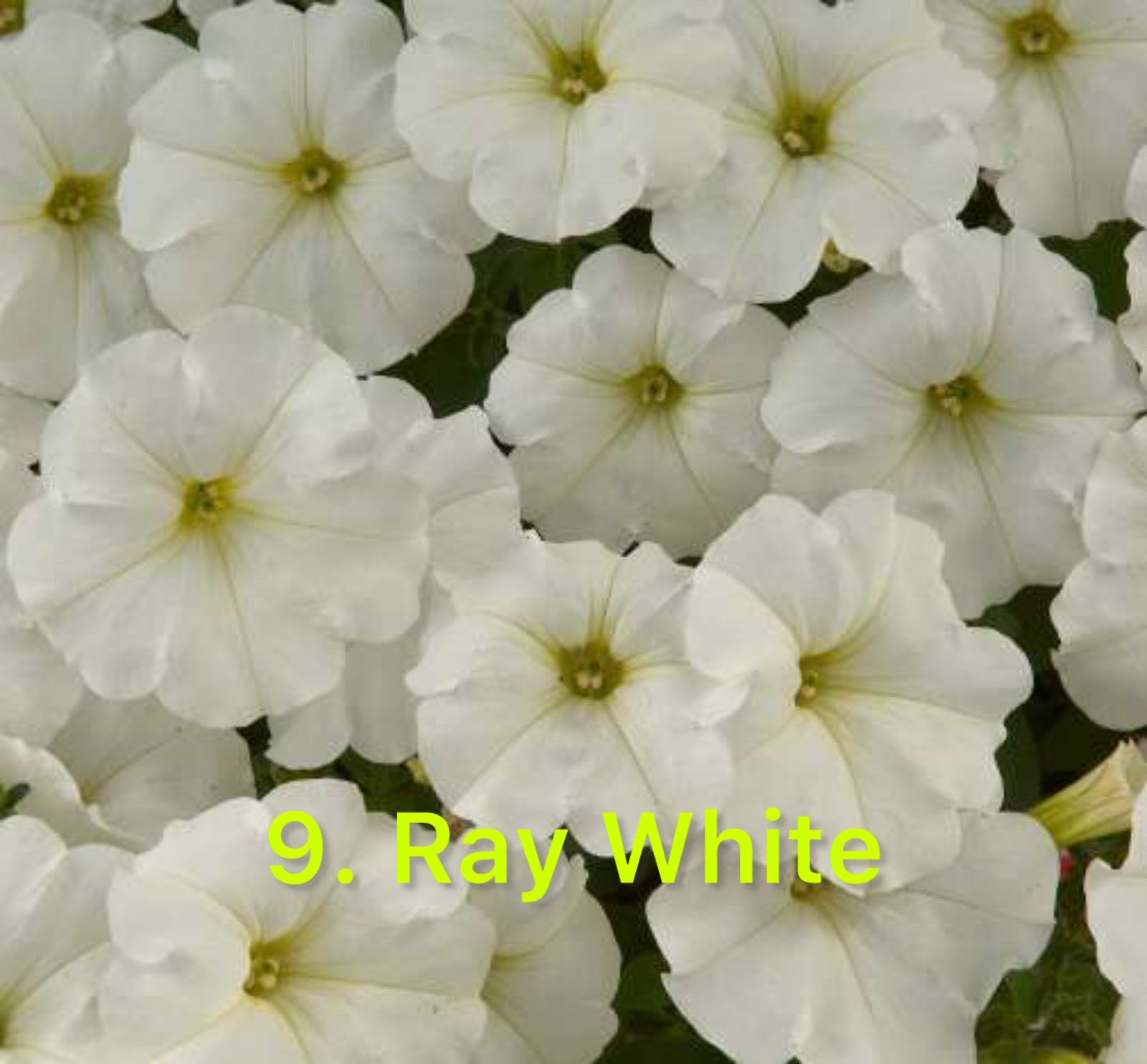 Сурфінія 9. Ray White