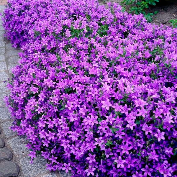 Саджанці Обрієти фіолетовий колір 10шт