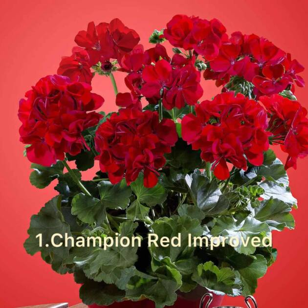 Пеларгонія 1.Champion Red Improved