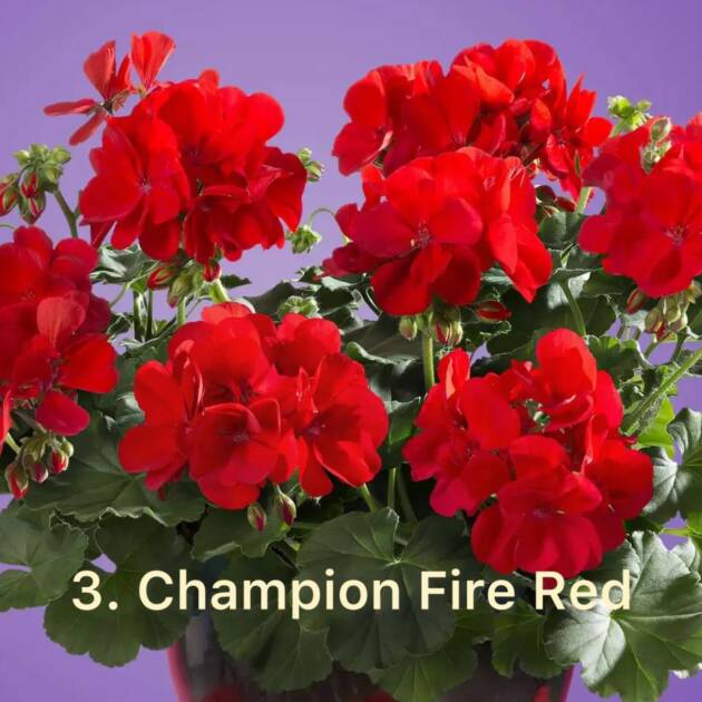 Пеларгонія 3. Champion Fire Red