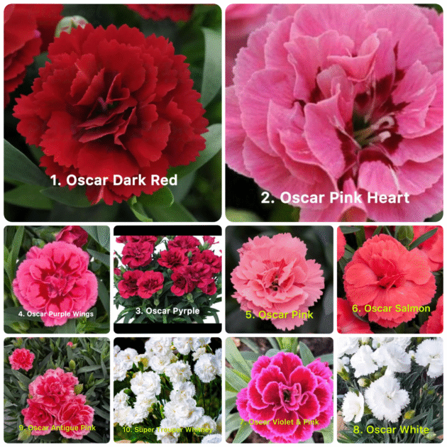 Гвоздика 10 різних сортів