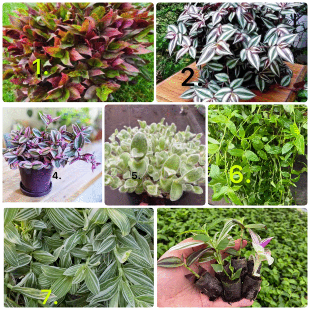 Традесканція 100шт (3-6 різних сортів)