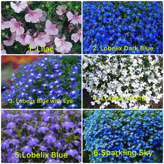 Лобелія 100шт (3-5 різних сортів)