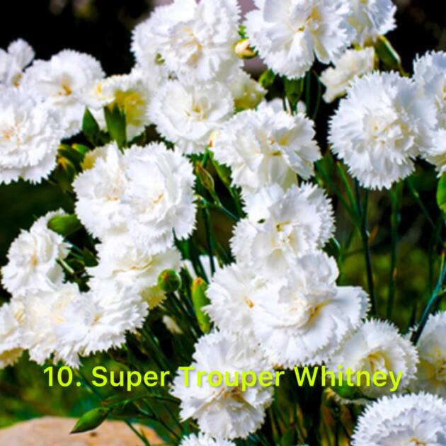 Гвоздика 10. Super Trouper Whitney