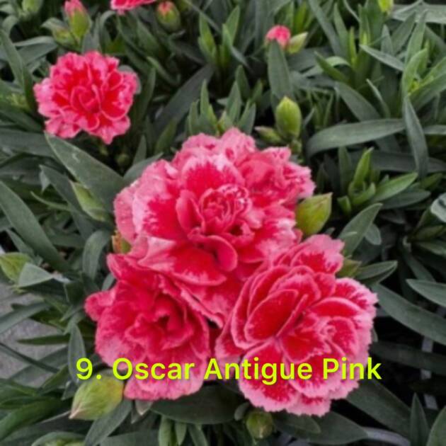 Гвоздика 9. Oscar Antique Pink