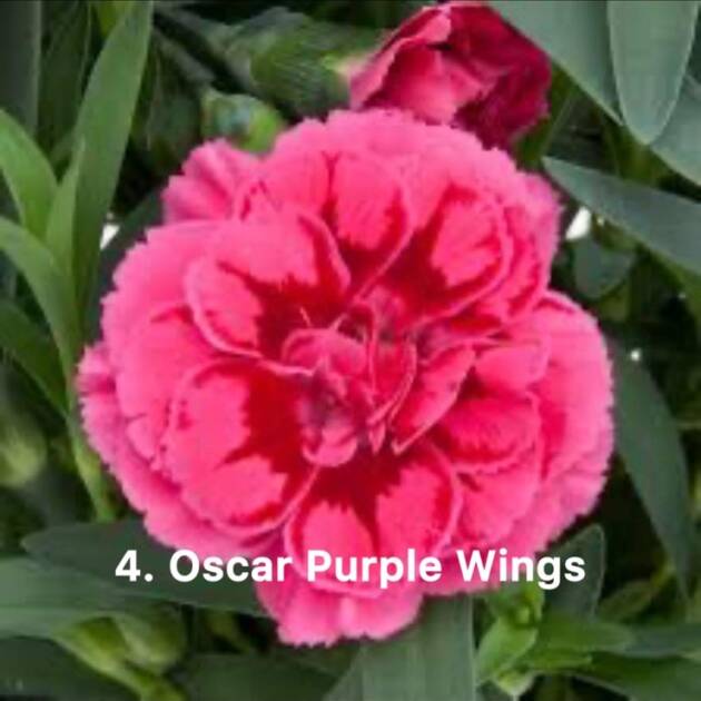Гвоздика 4. Oscar Purple Wings