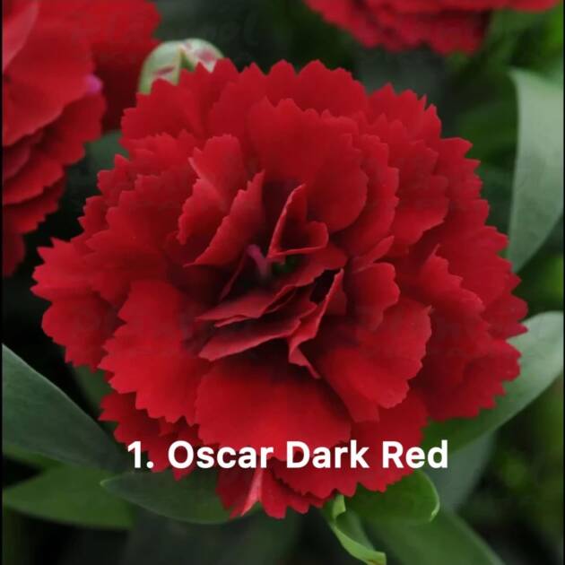 Гвоздика 1. Oscar Dark Red