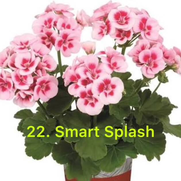 Зональна Пеларгонія 22. Smart Splash