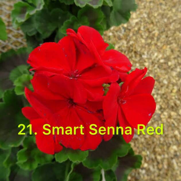 Зональна Пеларгонія 21. Smart Senna Red
