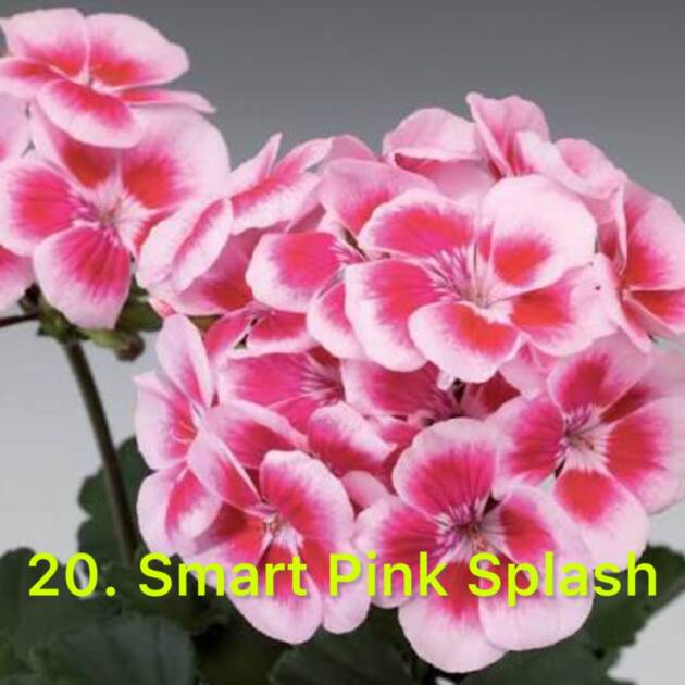 Зональна Пеларгонія 20. Smart Pink Splash