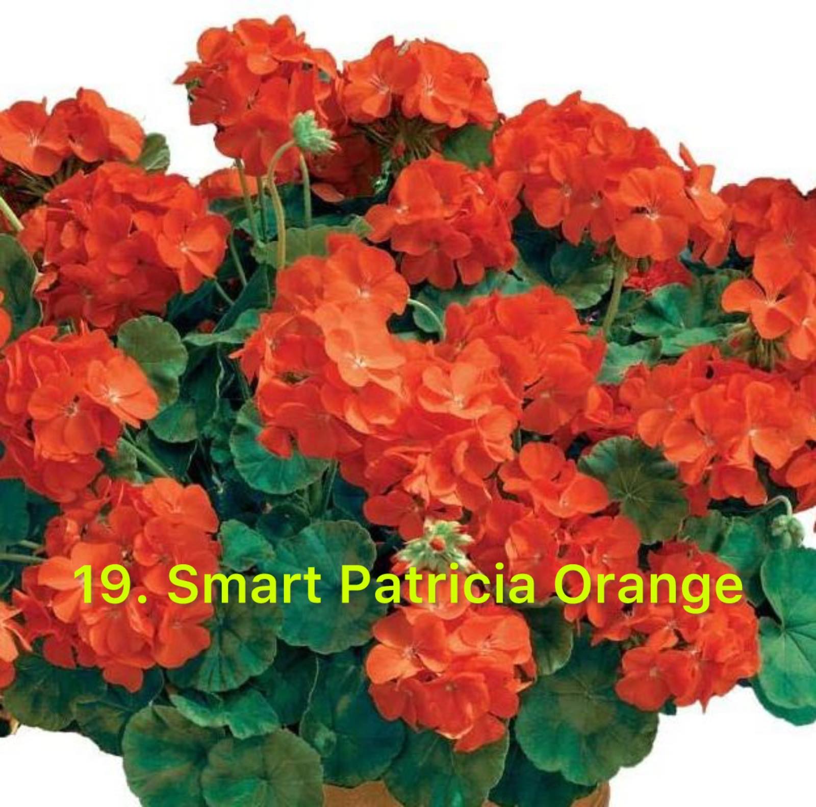 Зональна Пеларгонія 19. Smart Patricia Orange