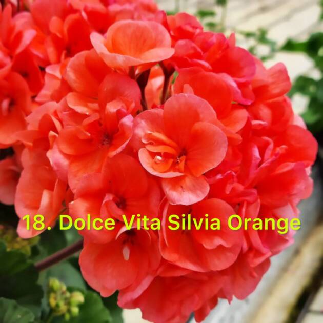 Зональна Пеларгонія 18. Dolce Vita Silvia Orange