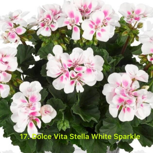 Зональна Пеларгонія 17. Dolce Vita Stella White Sparkle