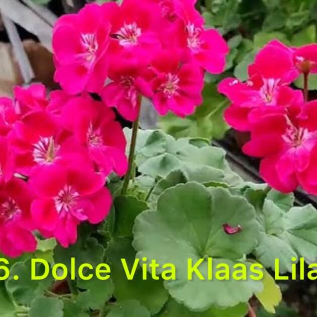 Зональна Пеларгонія 16. Dolce Vita Klaas Lilac