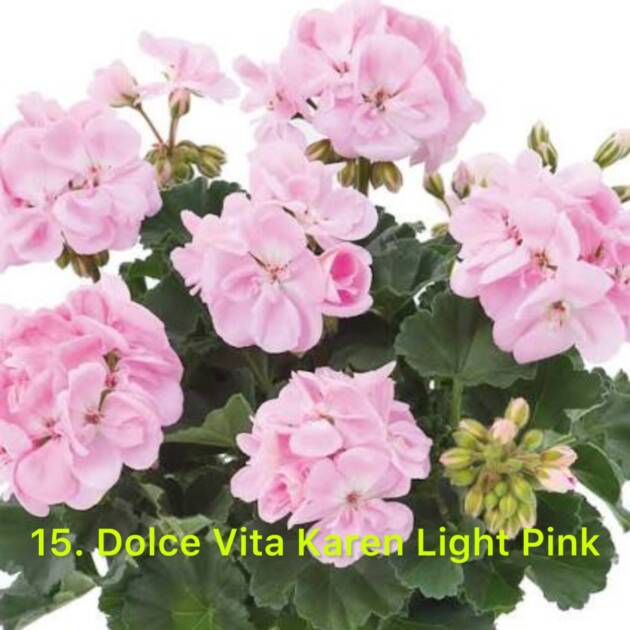 Зональна Пеларгонія 15. Dolce Vita Karen Light Pink