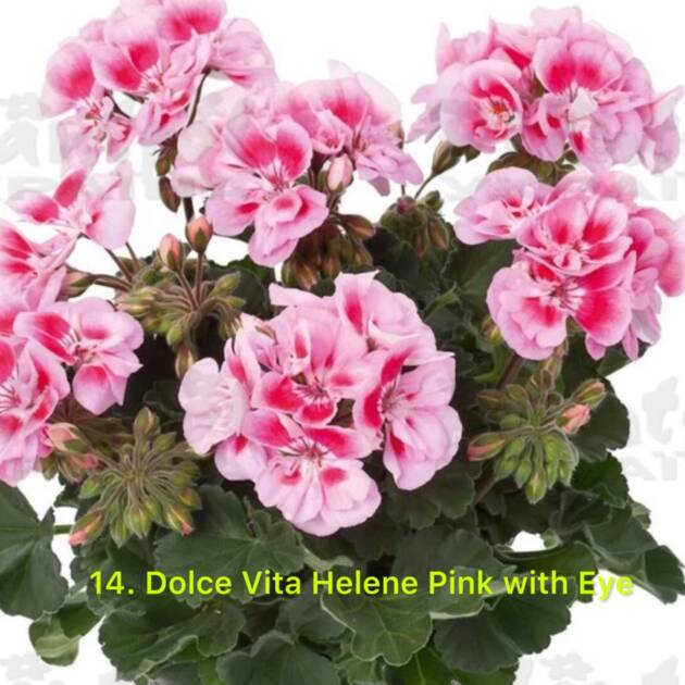 Зональна Пеларгонія 14. Dolce Vita Helene Pink with Eye