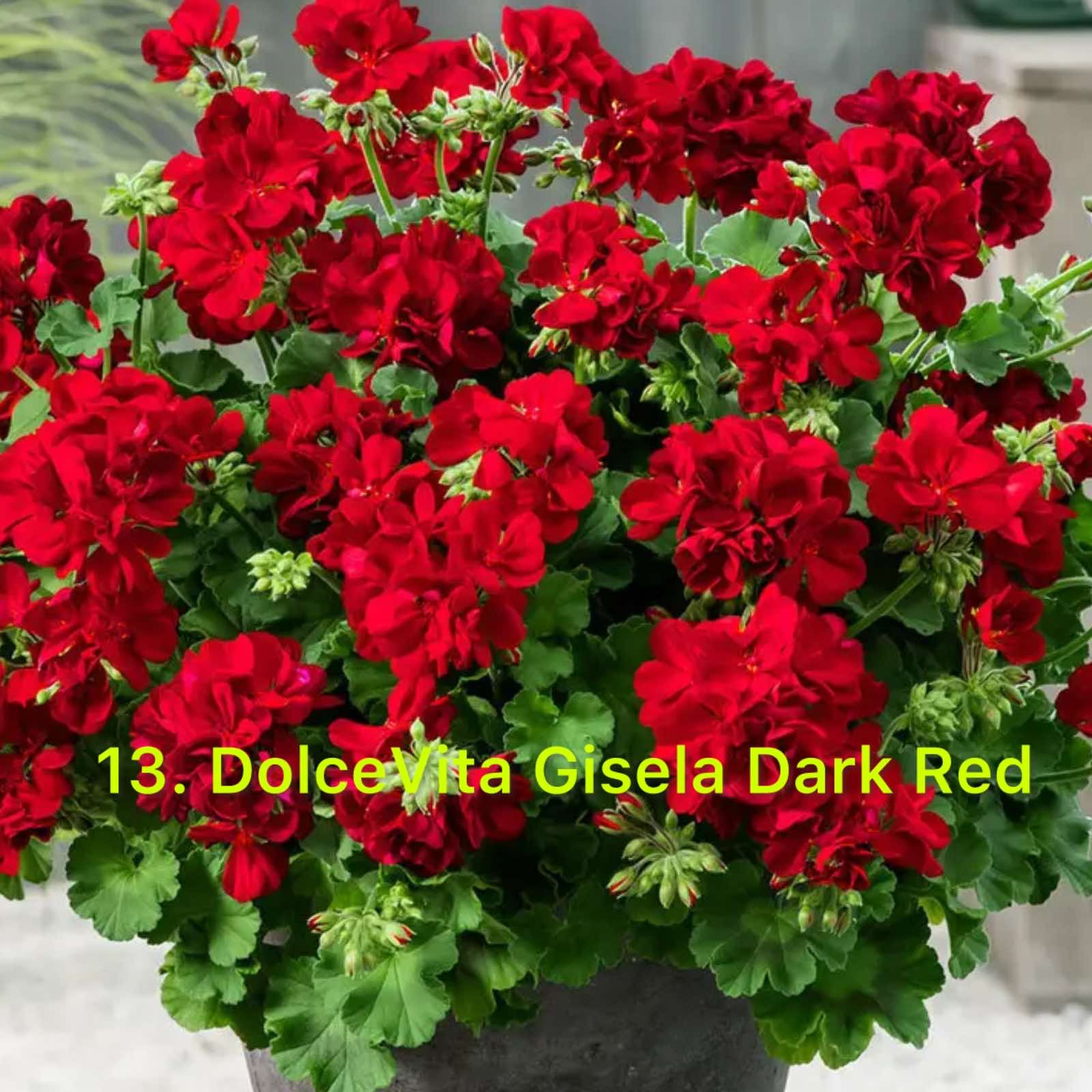 Зональна Пеларгонія 13. Dolce Vita Gisela Dark Red