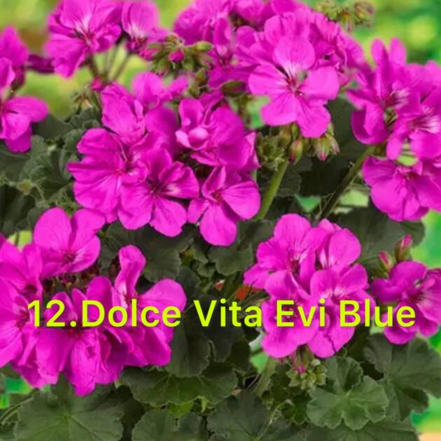 Зональна Пеларгонія 12. Dolce Vita Evi Blue