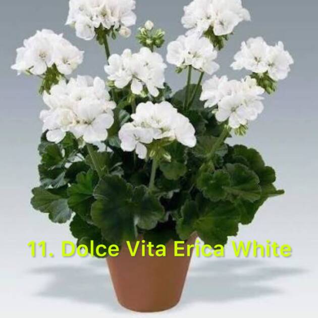 Зональна Пеларгонія 11. Dolce Vita Erica White
