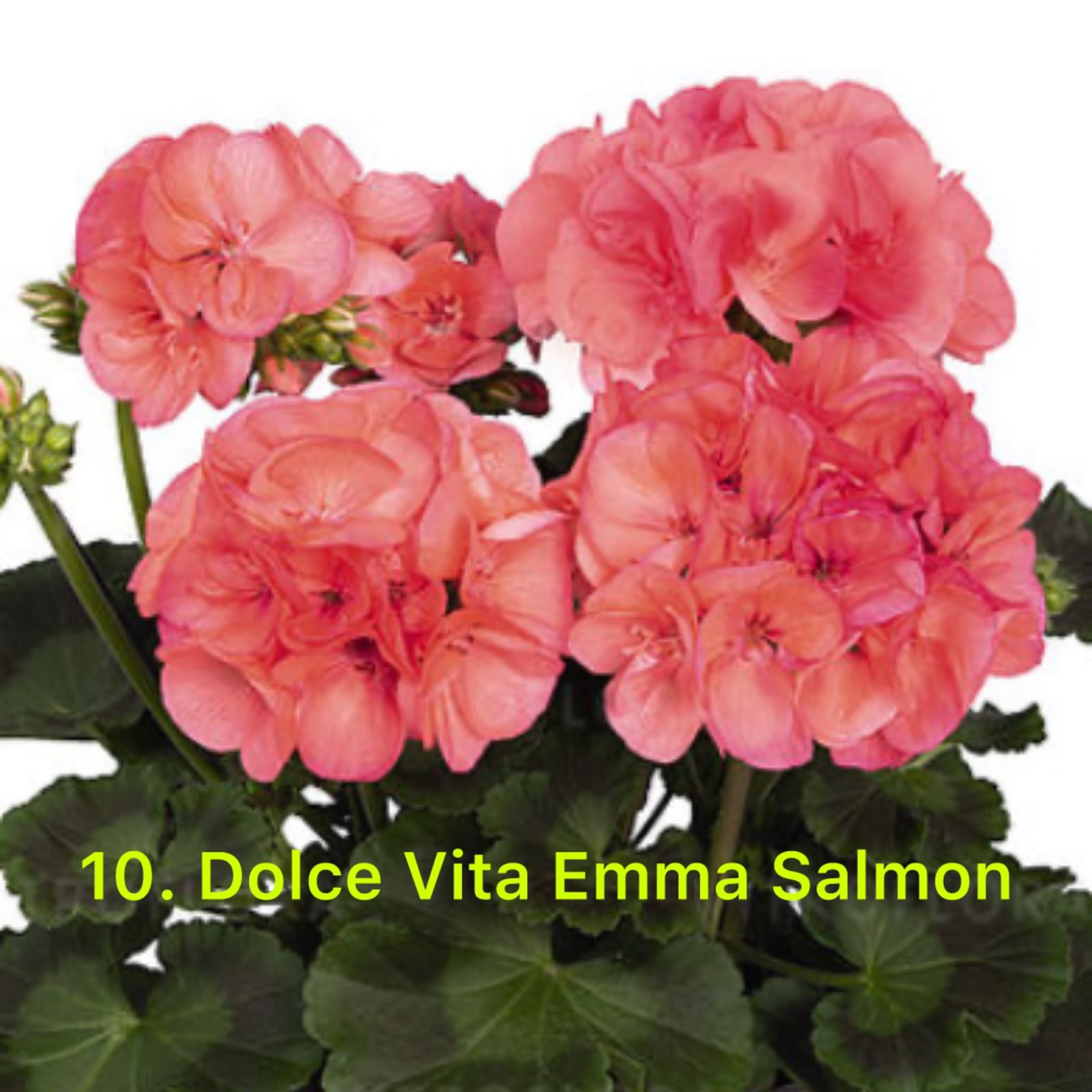 Зональна Пеларгонія 10. Dolce Vita Emma Salmon